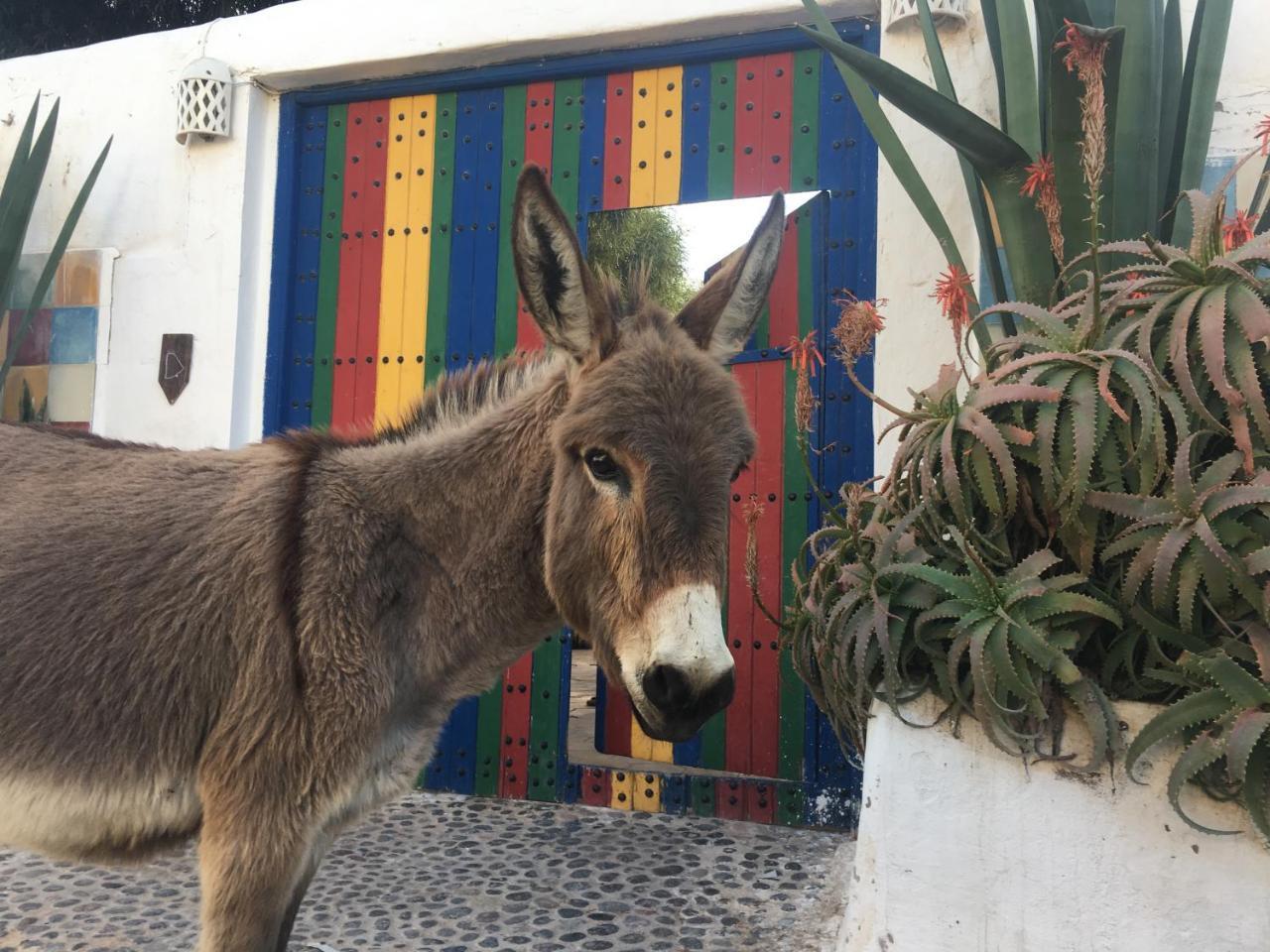 Auberge De La Plage Sidi Kaouki Esterno foto